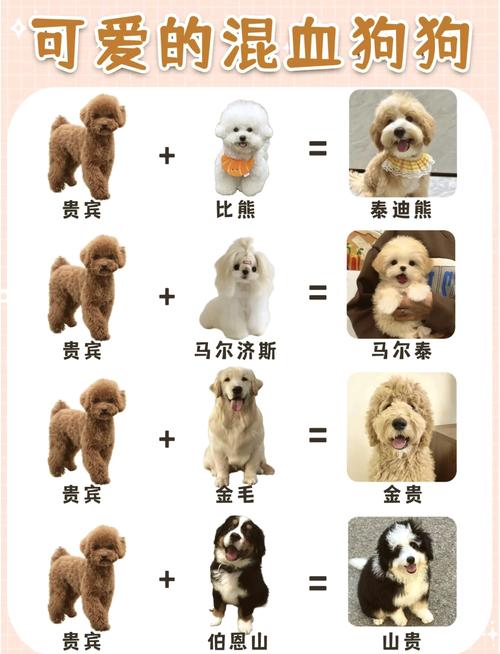 纯白色西施犬多少钱/全白西施犬-第9张图片 纯白色西施犬多少钱/全白西施犬-第9张图片