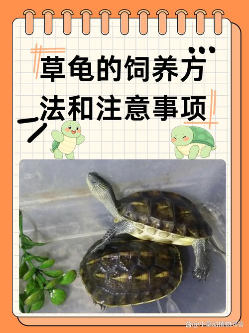 如何养乌龟，如何养乌龟小常识
