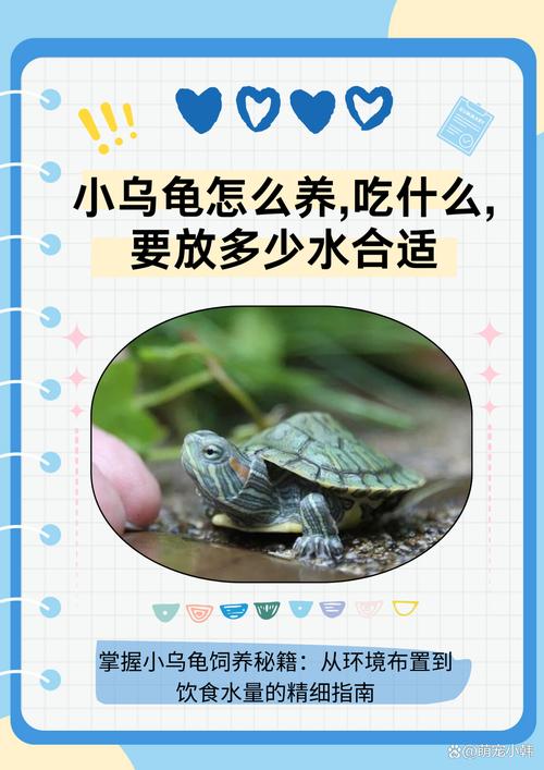 如何养乌龟,如何养乌龟小常识-第7张图片 如何养乌龟,如何养乌龟小常识-第7张图片