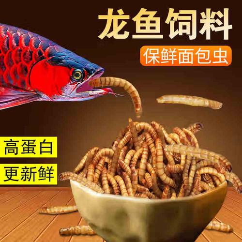 红龙鱼一年全喂虾吃可以吗,红龙鱼喂海虾可以吗-第5张图片 红龙鱼一年全喂虾吃可以吗,红龙鱼喂海虾可以吗-第5张图片