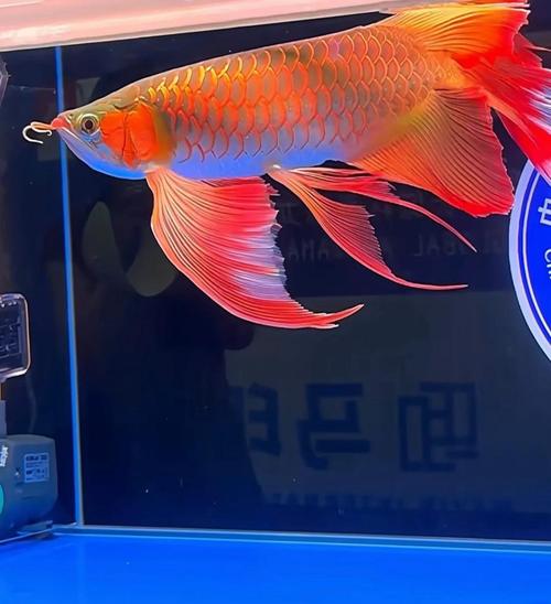红龙鱼一年全喂虾吃可以吗,红龙鱼喂海虾可以吗-第6张图片 红龙鱼一年全喂虾吃可以吗,红龙鱼喂海虾可以吗-第6张图片