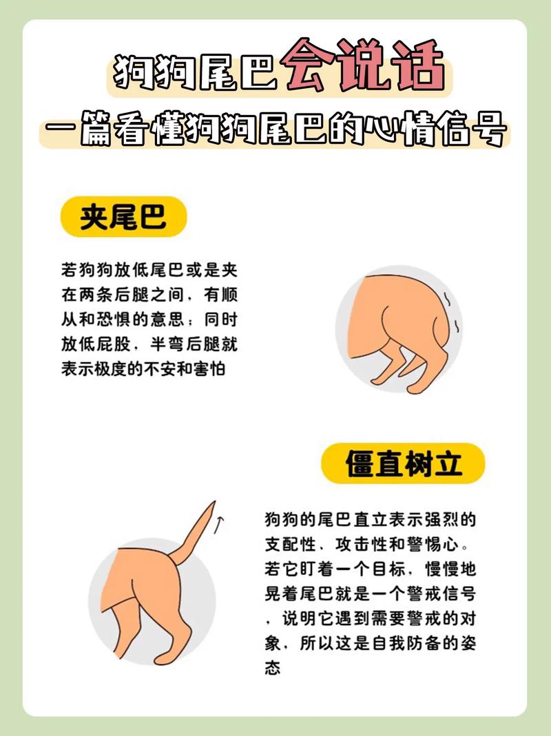 解析“狗狗夹尾巴是生病了吗”你不知道的事-第2张图片 解析“狗狗夹尾巴是生病了吗”你不知道的事-第2张图片