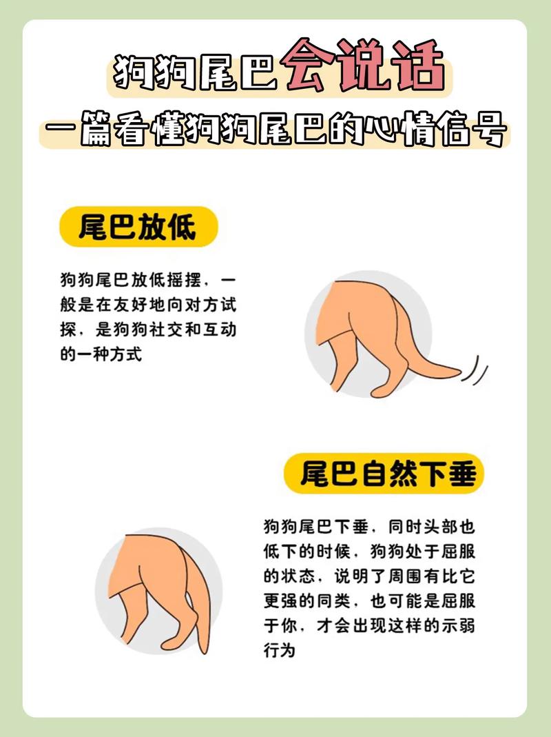 解析“狗狗夹尾巴是生病了吗”你不知道的事-第3张图片 解析“狗狗夹尾巴是生病了吗”你不知道的事-第3张图片