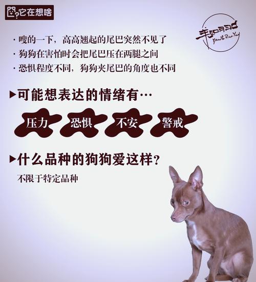 解析“狗狗夹尾巴是生病了吗”你不知道的事-第5张图片 解析“狗狗夹尾巴是生病了吗”你不知道的事-第5张图片