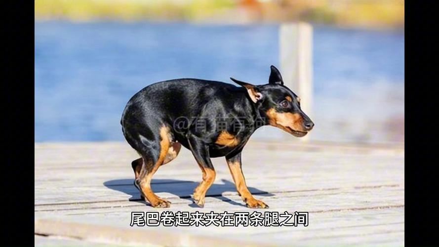 解析“狗狗夹尾巴是生病了吗”你不知道的事-第7张图片 解析“狗狗夹尾巴是生病了吗”你不知道的事-第7张图片