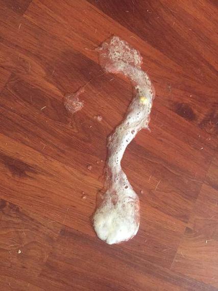 小狗吐白色泡沫,小猫一直吐白色泡沫-第8张图片 小狗吐白色泡沫,小猫一直吐白色泡沫-第8张图片