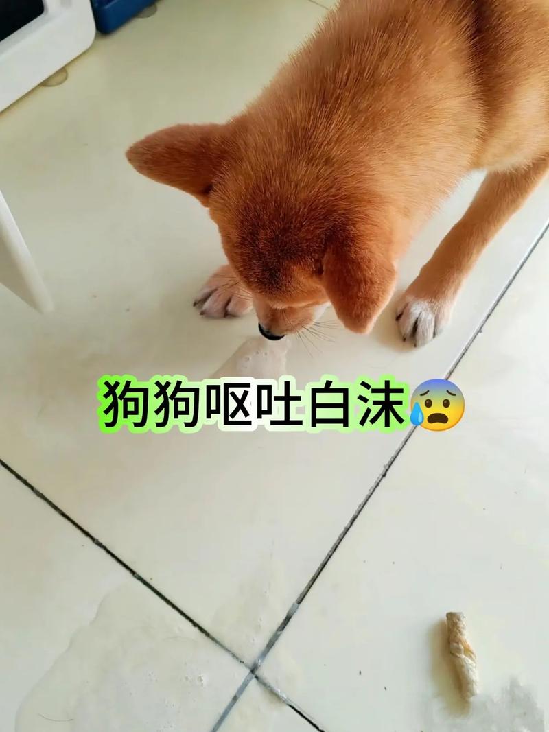 小狗吐白色泡沫,小猫一直吐白色泡沫-第10张图片 小狗吐白色泡沫,小猫一直吐白色泡沫-第10张图片