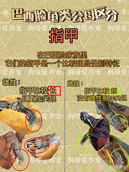 乌龟有尾巴吗/乌龟有尾巴和没尾巴-第3张图片 乌龟有尾巴吗/乌龟有尾巴和没尾巴-第3张图片