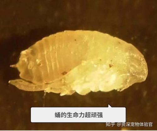 酒精能杀死跳蚤吗/酒精能杀死跳蚤吗?-第1张图片 酒精能杀死跳蚤吗/酒精能杀死跳蚤吗?-第1张图片