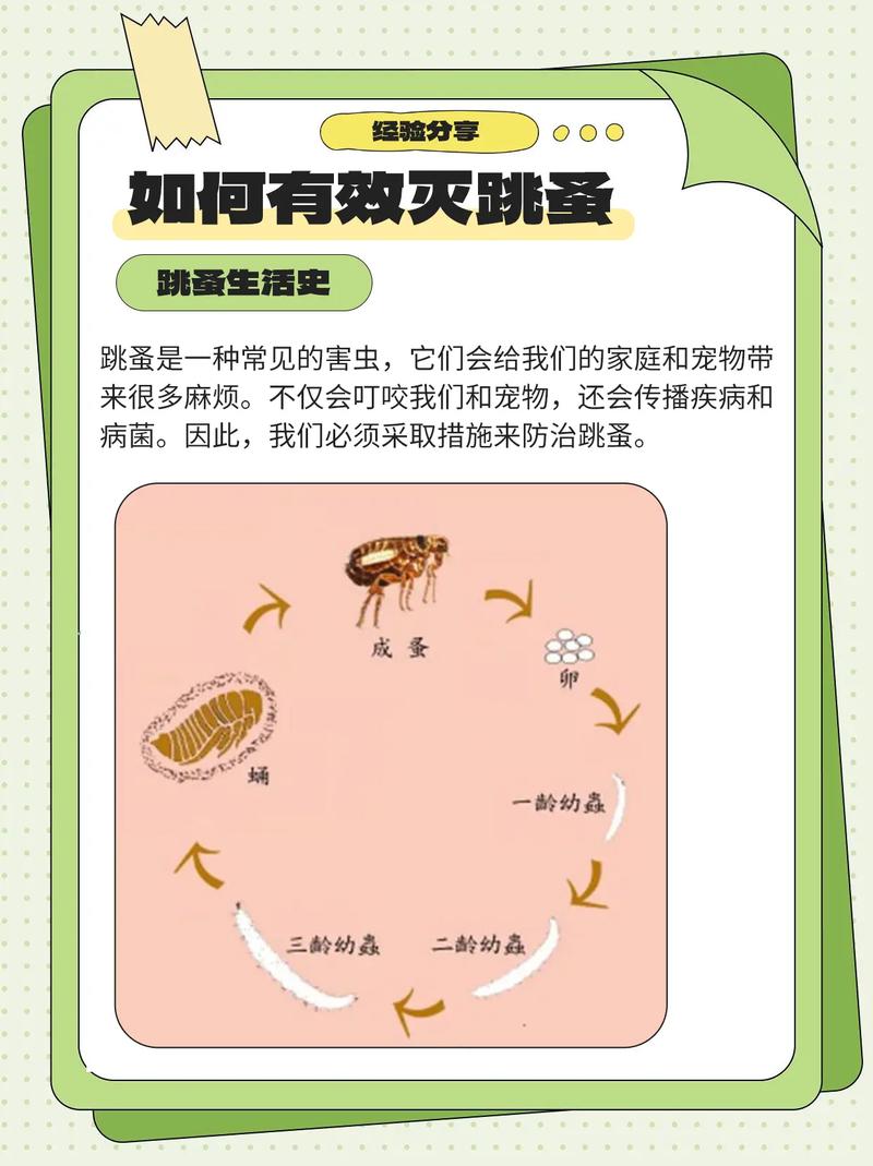 酒精能杀死跳蚤吗/酒精能杀死跳蚤吗?-第8张图片 酒精能杀死跳蚤吗/酒精能杀死跳蚤吗?-第8张图片