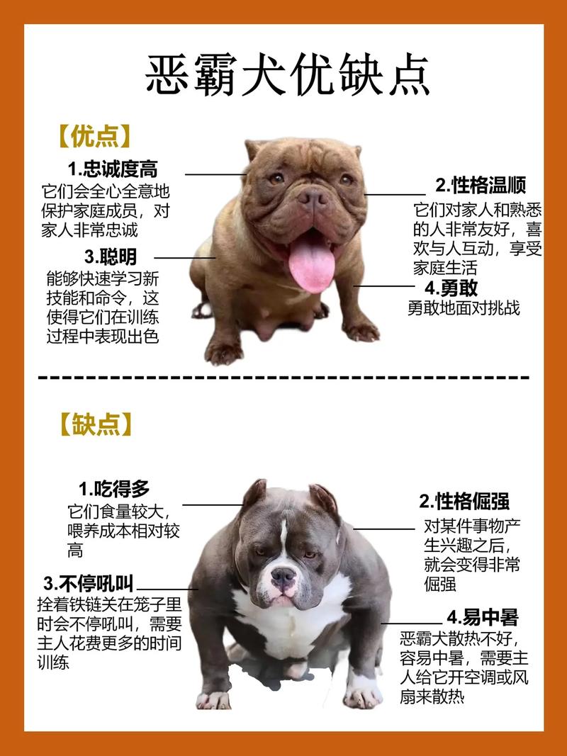 美国恶霸犬训练,美国恶霸犬训练方法-第8张图片 美国恶霸犬训练,美国恶霸犬训练方法-第8张图片