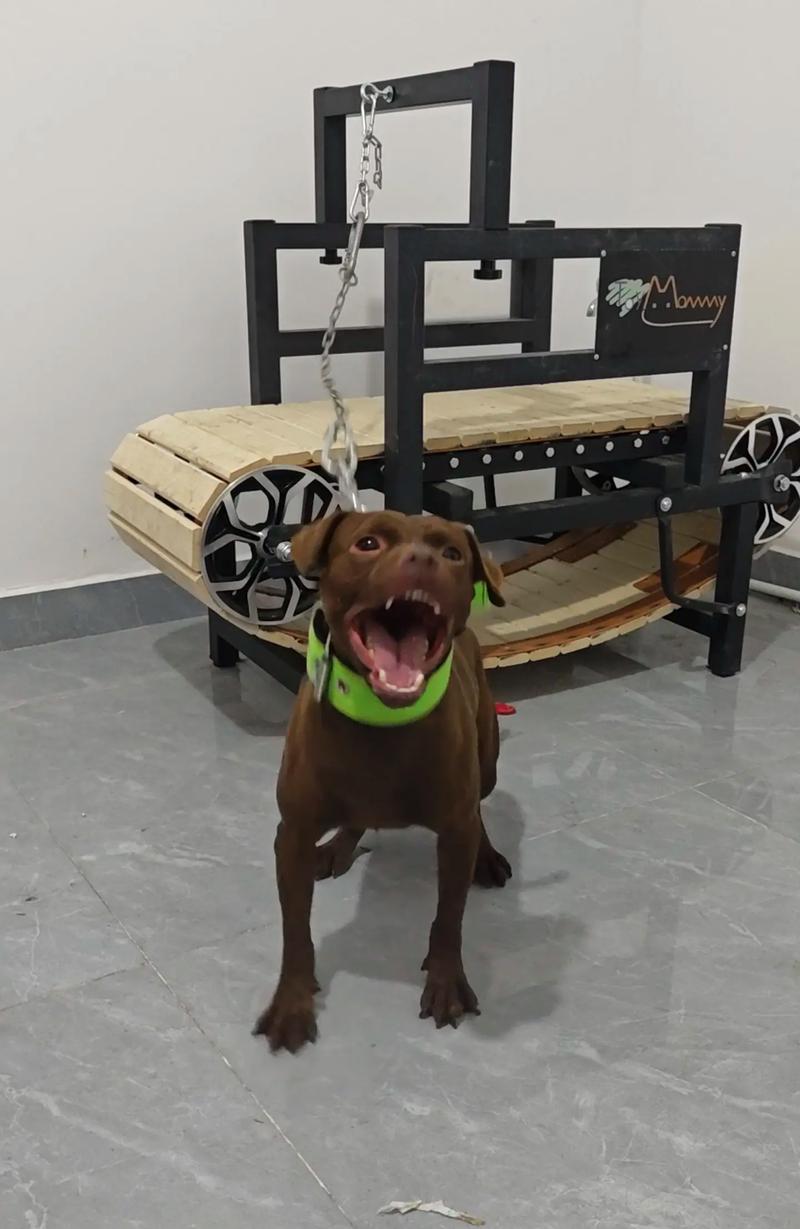 作为消费者“火梗犬”你不能不知道-第7张图片 作为消费者“火梗犬”你不能不知道-第7张图片