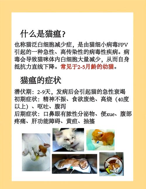 猫咪得猫瘟能治好吗,猫得了猫瘟能活吗-第7张图片 猫咪得猫瘟能治好吗,猫得了猫瘟能活吗-第7张图片