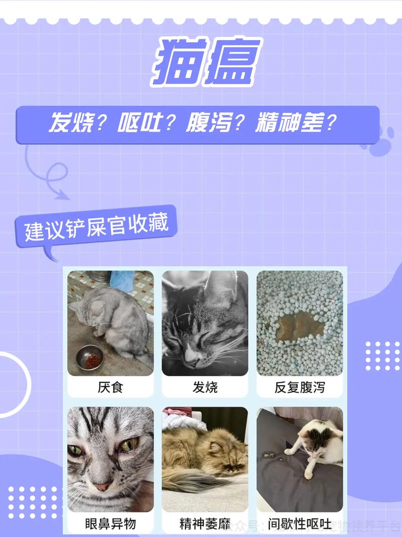 猫咪得猫瘟能治好吗,猫得了猫瘟能活吗-第8张图片 猫咪得猫瘟能治好吗,猫得了猫瘟能活吗-第8张图片