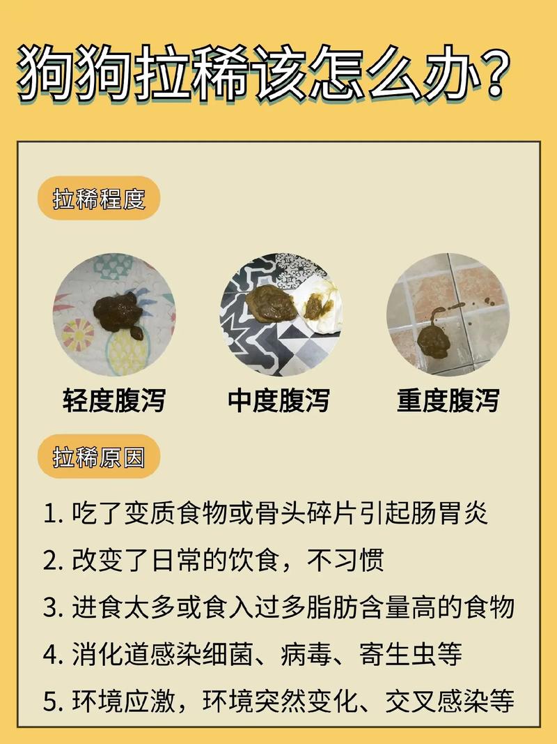 狗狗拉稀能吃益生菌吗,狗狗拉肚子可以吃益生菌-第2张图片 狗狗拉稀能吃益生菌吗,狗狗拉肚子可以吃益生菌-第2张图片