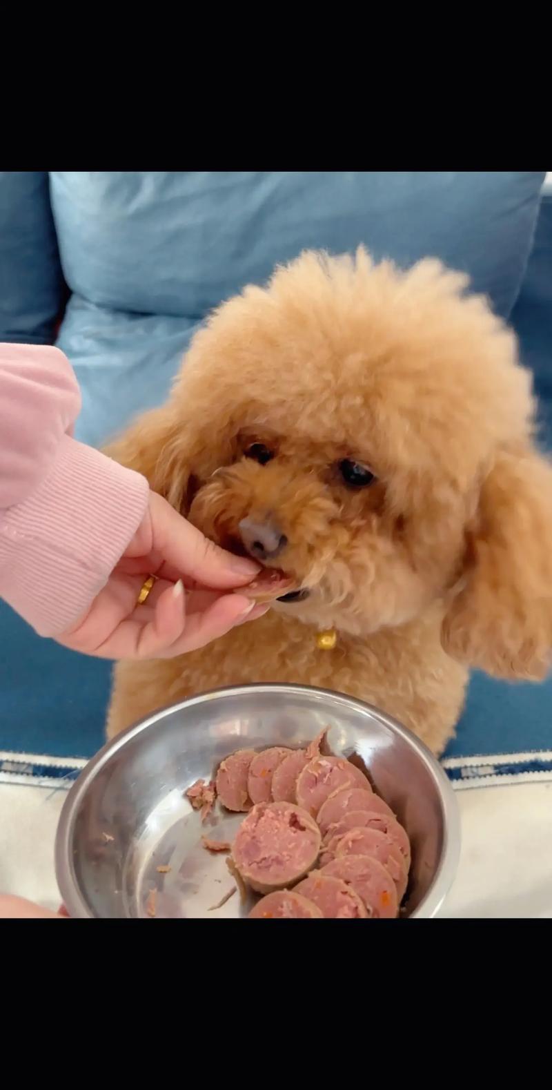 作为消费者“狗狗多大可以吃火腿肠”你不能不知道-第7张图片 作为消费者“狗狗多大可以吃火腿肠”你不能不知道-第7张图片