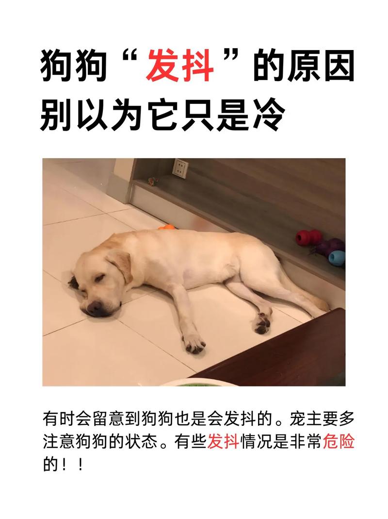 作为消费者“小狗发抖”你不能不知道