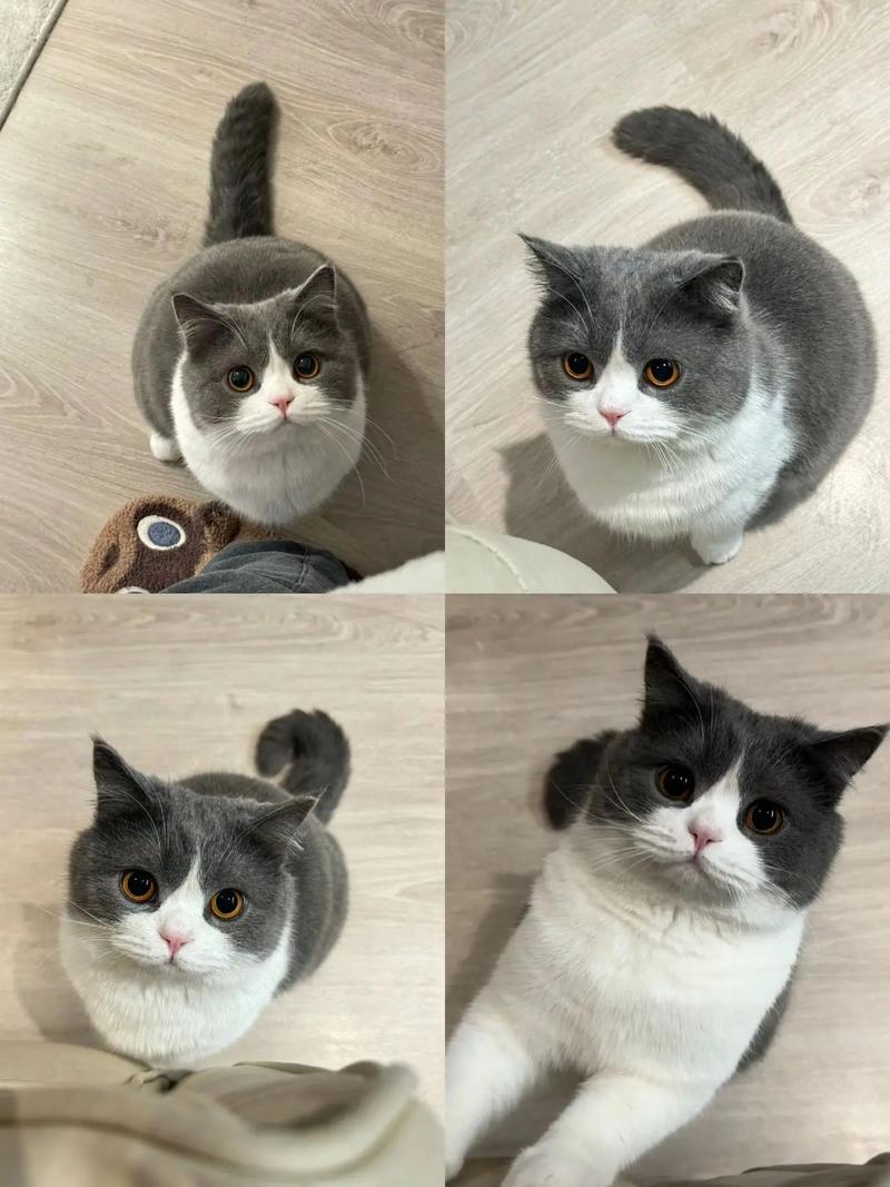 蓝白猫是什么品种-蓝猫12个品种图