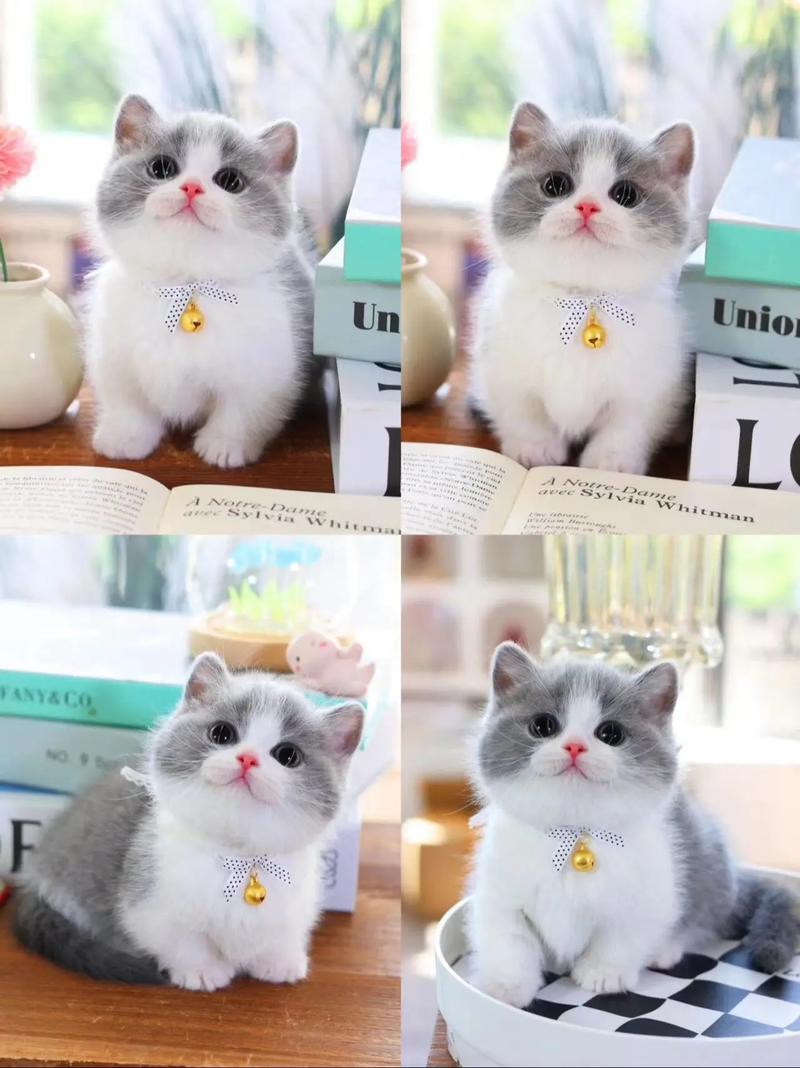 蓝白猫是什么品种-蓝猫12个品种图-第4张图片 蓝白猫是什么品种-蓝猫12个品种图-第4张图片