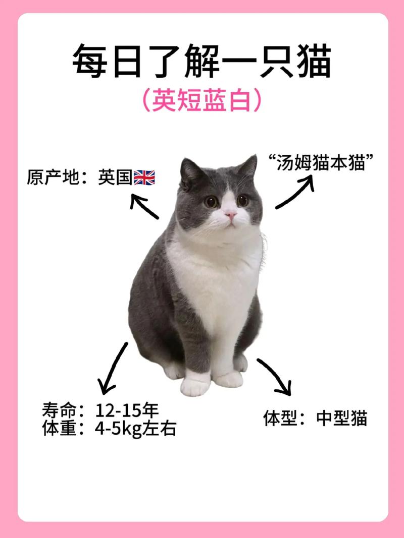 蓝白猫是什么品种-蓝猫12个品种图-第5张图片 蓝白猫是什么品种-蓝猫12个品种图-第5张图片
