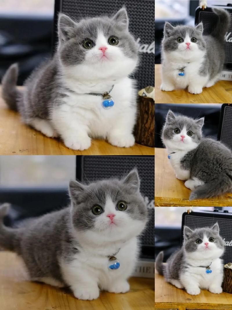 蓝白猫是什么品种-蓝猫12个品种图-第6张图片 蓝白猫是什么品种-蓝猫12个品种图-第6张图片