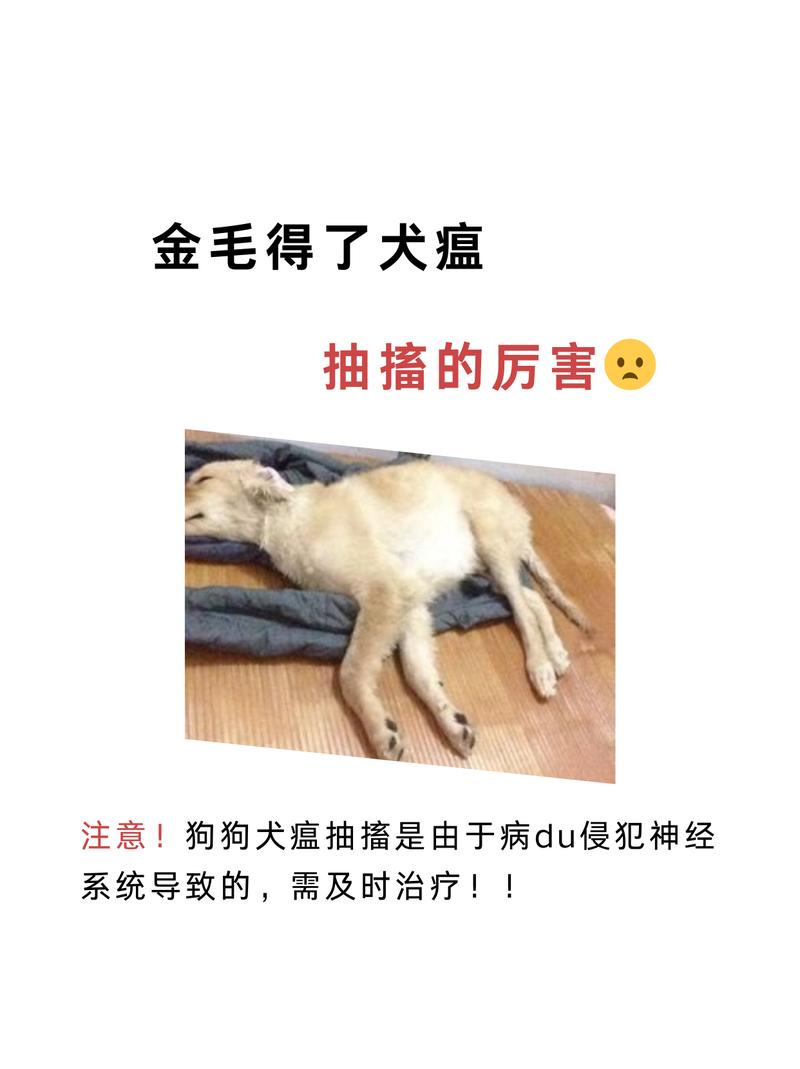 作为消费者“犬瘟后期抽搐吐白沫”你不能不知道-第2张图片 作为消费者“犬瘟后期抽搐吐白沫”你不能不知道-第2张图片