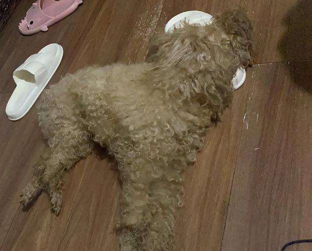 作为消费者“犬瘟后期抽搐吐白沫”你不能不知道-第4张图片 作为消费者“犬瘟后期抽搐吐白沫”你不能不知道-第4张图片