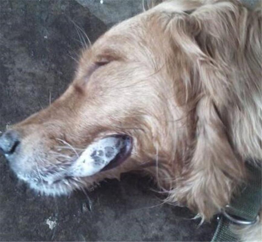 作为消费者“犬瘟后期抽搐吐白沫”你不能不知道-第5张图片 作为消费者“犬瘟后期抽搐吐白沫”你不能不知道-第5张图片