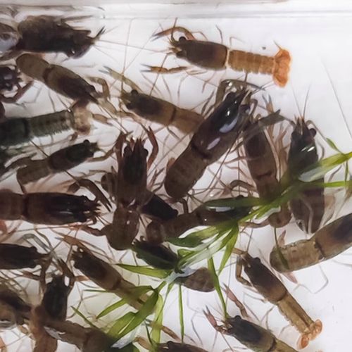 蓝魔虾多少钱一只啊,蓝魔虾捕食-第3张图片 蓝魔虾多少钱一只啊,蓝魔虾捕食-第3张图片