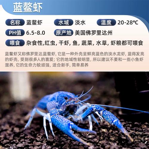 蓝魔虾多少钱一只啊,蓝魔虾捕食-第4张图片 蓝魔虾多少钱一只啊,蓝魔虾捕食-第4张图片
