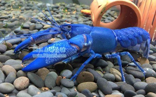 蓝魔虾多少钱一只啊,蓝魔虾捕食-第5张图片 蓝魔虾多少钱一只啊,蓝魔虾捕食-第5张图片