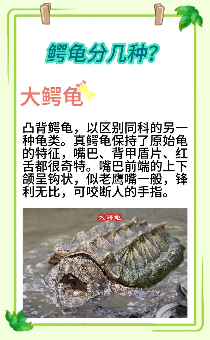 解析“北美小鳄龟长大后的样子”你不知道的事-第1张图片 解析“北美小鳄龟长大后的样子”你不知道的事-第1张图片