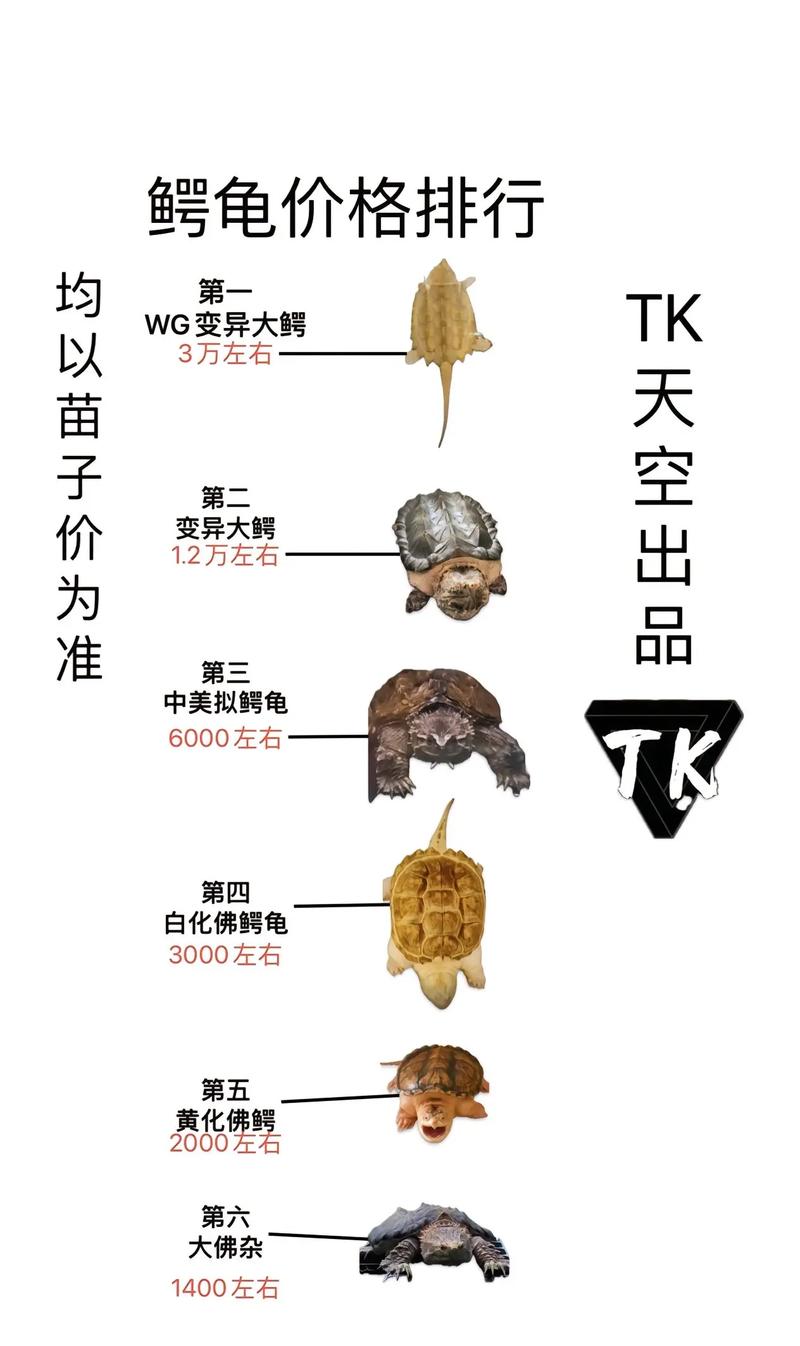 解析“北美小鳄龟长大后的样子”你不知道的事-第2张图片 解析“北美小鳄龟长大后的样子”你不知道的事-第2张图片