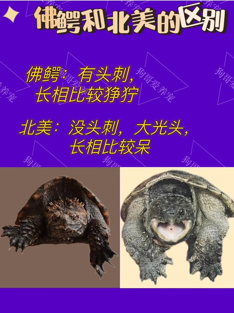 解析“北美小鳄龟长大后的样子”你不知道的事-第4张图片 解析“北美小鳄龟长大后的样子”你不知道的事-第4张图片