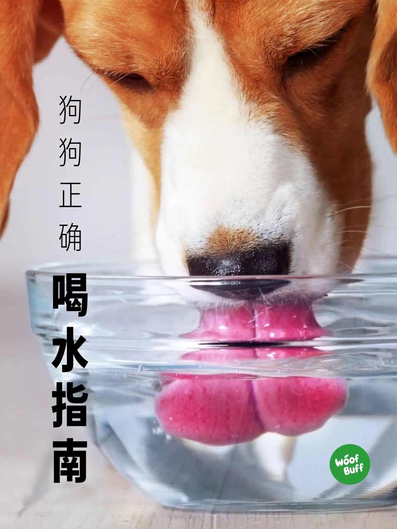 狗狗刚跑完可以喝水吗/狗狗跑步完多长时间能喝水-第5张图片 狗狗刚跑完可以喝水吗/狗狗跑步完多长时间能喝水-第5张图片