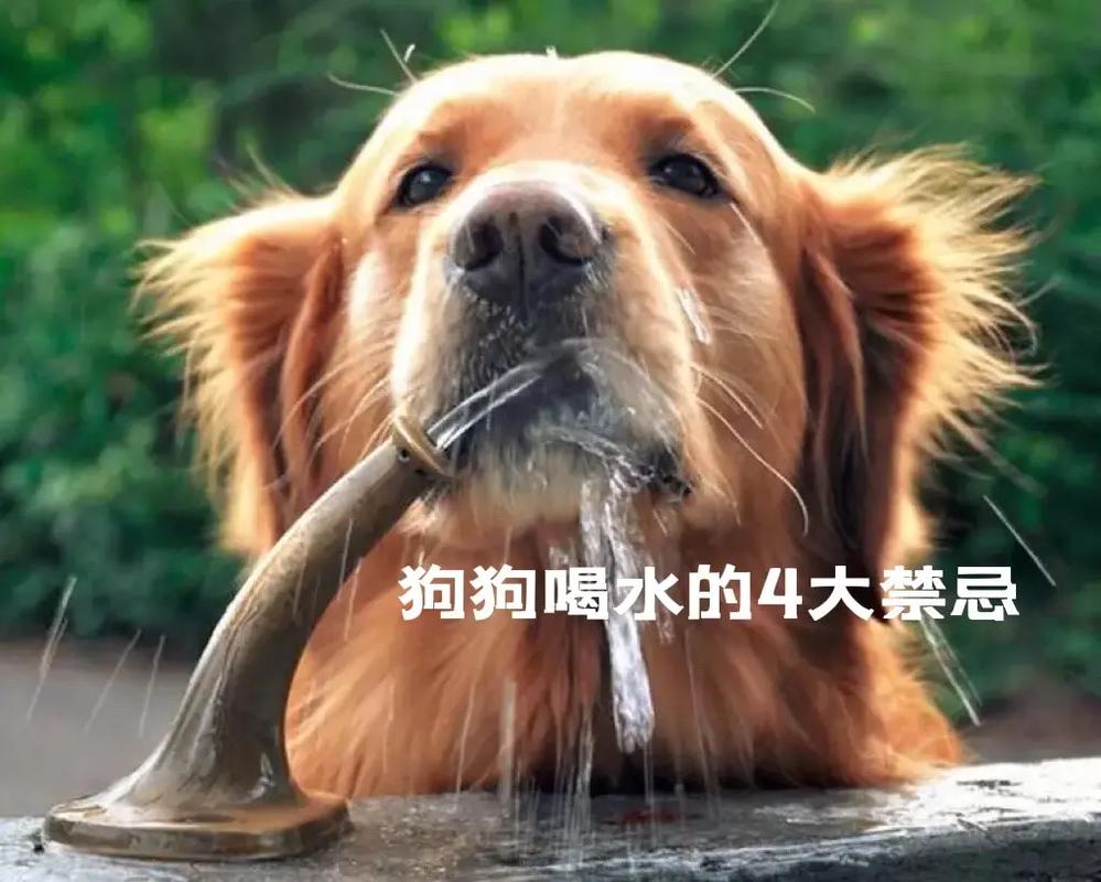 解析“狗狗可以喝热水吗”你不知道的事-第8张图片 解析“狗狗可以喝热水吗”你不知道的事-第8张图片