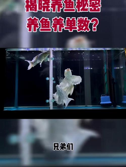 作为消费者“养鱼养单还是双”你不能不知道-第3张图片 作为消费者“养鱼养单还是双”你不能不知道-第3张图片