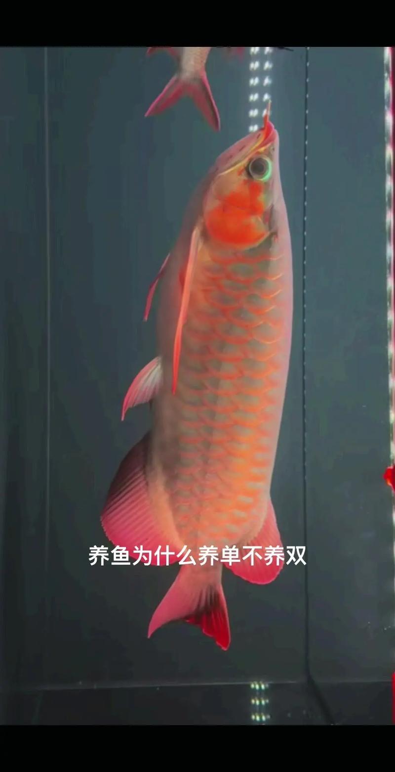 作为消费者“养鱼养单还是双”你不能不知道-第4张图片 作为消费者“养鱼养单还是双”你不能不知道-第4张图片