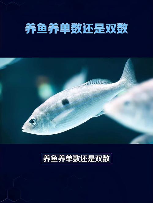 作为消费者“养鱼养单还是双”你不能不知道-第5张图片 作为消费者“养鱼养单还是双”你不能不知道-第5张图片
