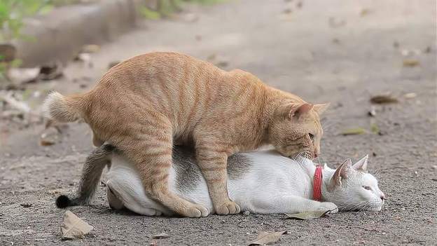 解析“猫咪发情期几天”你不知道的事-第2张图片 解析“猫咪发情期几天”你不知道的事-第2张图片