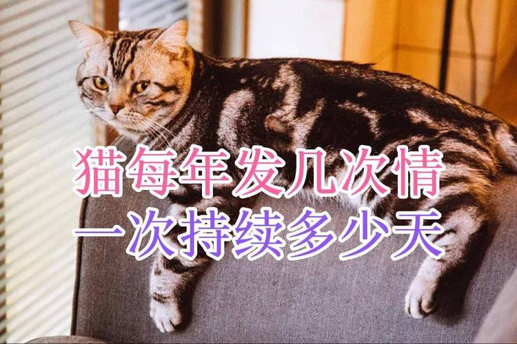 解析“猫咪发情期几天”你不知道的事-第3张图片 解析“猫咪发情期几天”你不知道的事-第3张图片