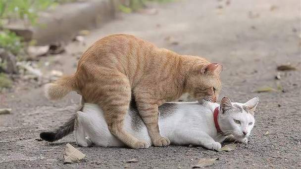 解析“猫咪发情期几天”你不知道的事-第4张图片 解析“猫咪发情期几天”你不知道的事-第4张图片