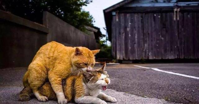 解析“猫咪发情期几天”你不知道的事-第5张图片 解析“猫咪发情期几天”你不知道的事-第5张图片