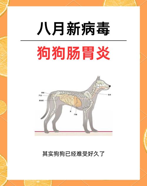狗狗肠胃炎的症状/狗狗肠胃炎的症状有哪些-第6张图片 狗狗肠胃炎的症状/狗狗肠胃炎的症状有哪些-第6张图片