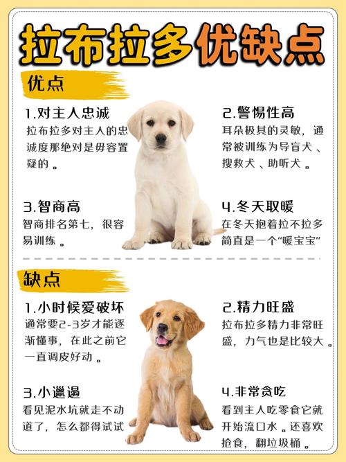 拉布拉多好养吗肠胃/拉布拉多好喂养吗