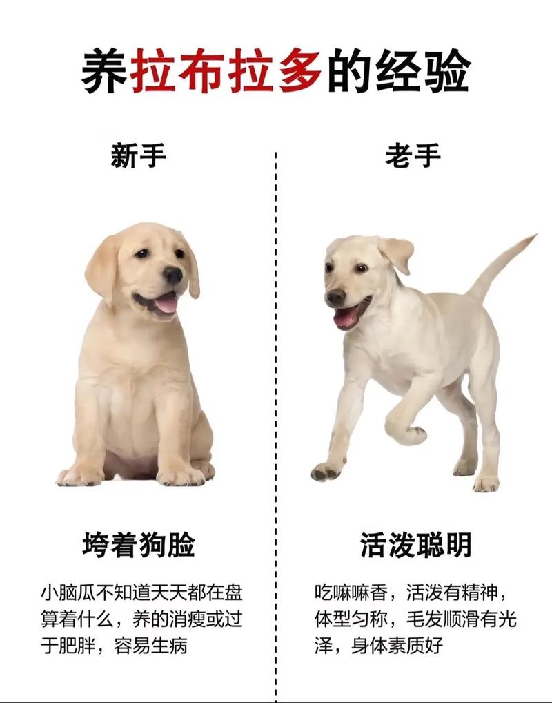 拉布拉多好养吗肠胃/拉布拉多好喂养吗-第3张图片 拉布拉多好养吗肠胃/拉布拉多好喂养吗-第3张图片