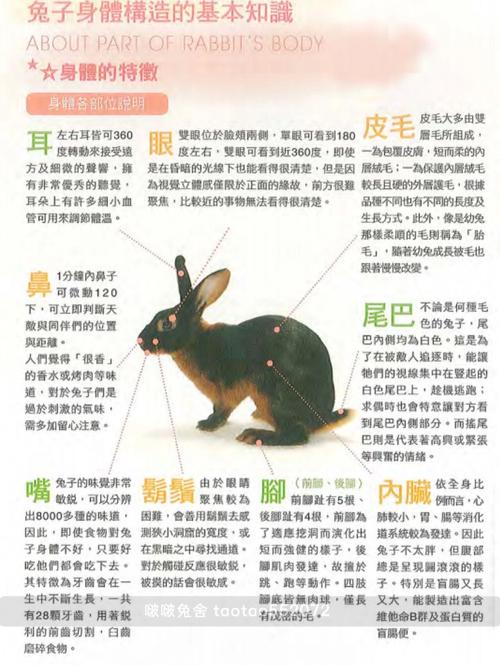 兔子的生育情况-兔子的生育情况和特点-第1张图片 兔子的生育情况-兔子的生育情况和特点-第1张图片