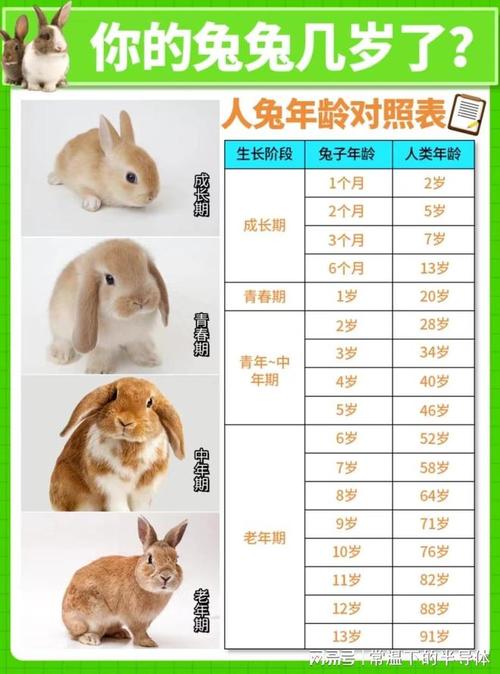 兔子的生育情况-兔子的生育情况和特点-第2张图片 兔子的生育情况-兔子的生育情况和特点-第2张图片