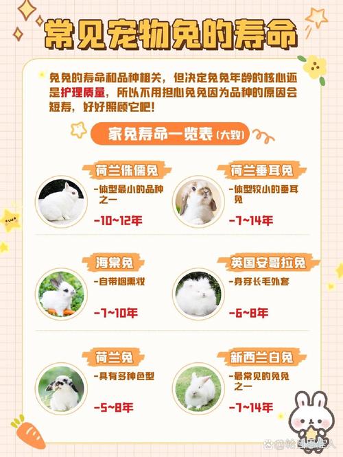 兔子的生育情况-兔子的生育情况和特点-第3张图片 兔子的生育情况-兔子的生育情况和特点-第3张图片