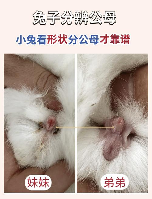 兔子的生育情况-兔子的生育情况和特点-第6张图片 兔子的生育情况-兔子的生育情况和特点-第6张图片